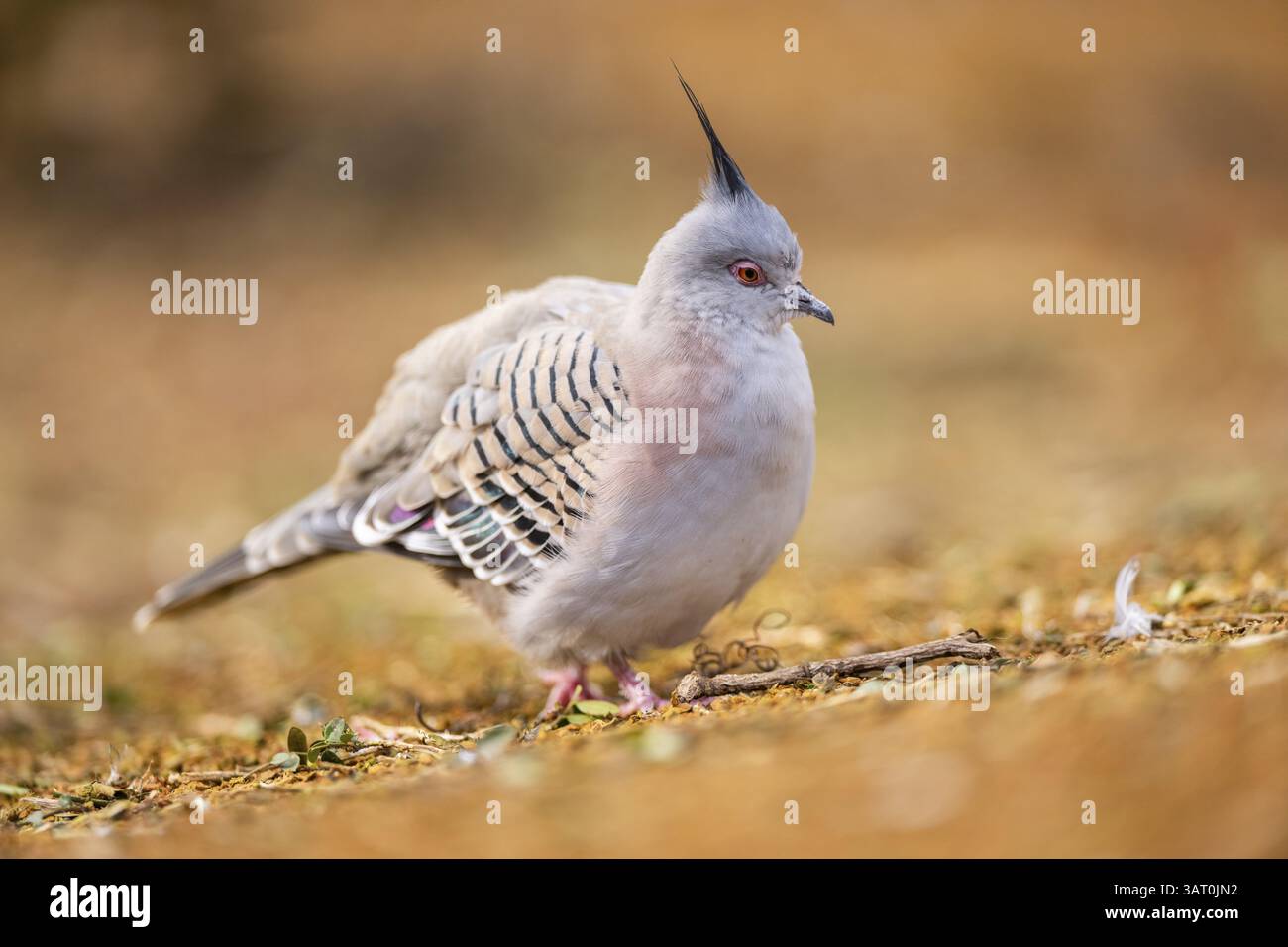 Haubentaube (Ocyphaps lophotes) auf einer Wiese, Bayern, Deutschland, Europa Stockfoto