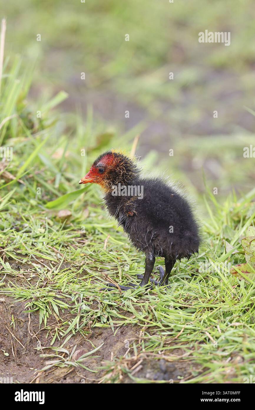 Eurasian Coot, Coot Rail, (Fulica atra), Küken in der Ufervegetation, Duemmer, Lake Duemmer, Ochsenmoor, Huede, Niedersachsen, Deutschland, Europa Stockfoto