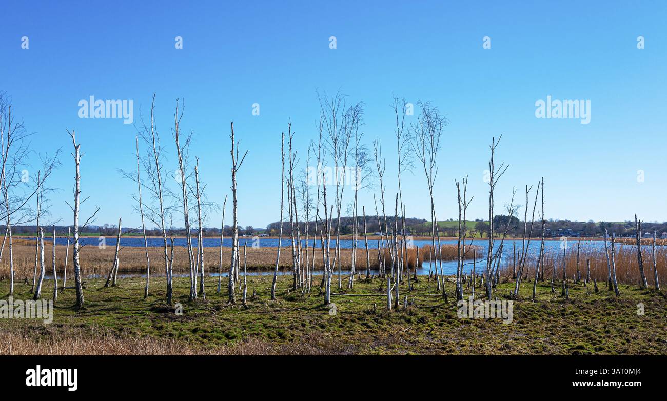 Landschaft am Neuensiensee auf der Insel Rügen, Mecklenburg-Vorpommern, Deutschland, Europa Stockfoto