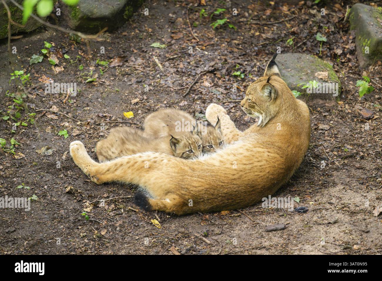Eurasische Luchsmutter säugt ihre Jungen in einem Wald, Bayern, Deutschland, Europa Stockfoto