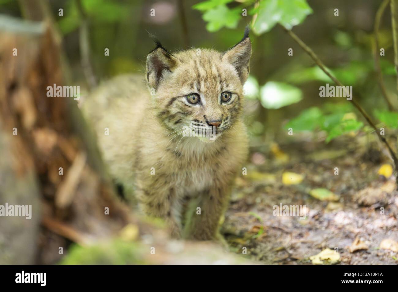 Eurasischer Luchse (Lynx Luchse) Junges (Youngster) in einem Wald, Bayern, Deutschland, Europa Stockfoto