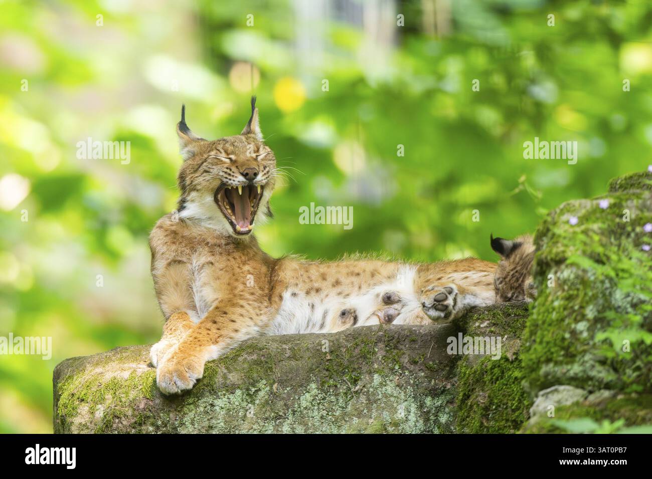 Eurasischer Luchs (Lynx Luchs) liegt in einem Wald, Bayern, Deutschland, Europa Stockfoto
