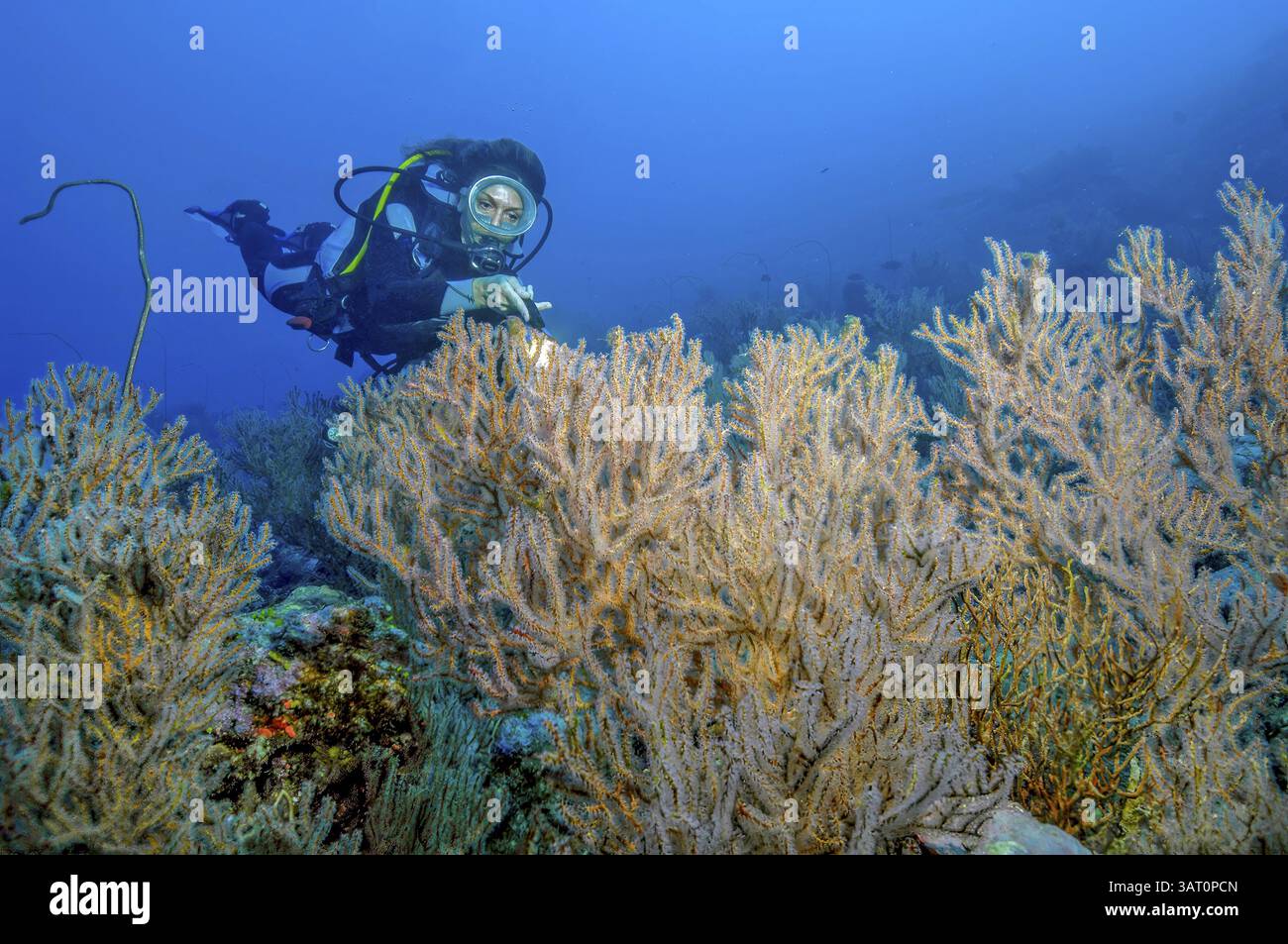 Taucher mit Blick auf beleuchtete Hornkorallen Gorgonien (Menella), Pazifik, Yap Island, Yap State, Caroline Islands, föderierte Staaten von Mikronesien FS Stockfoto