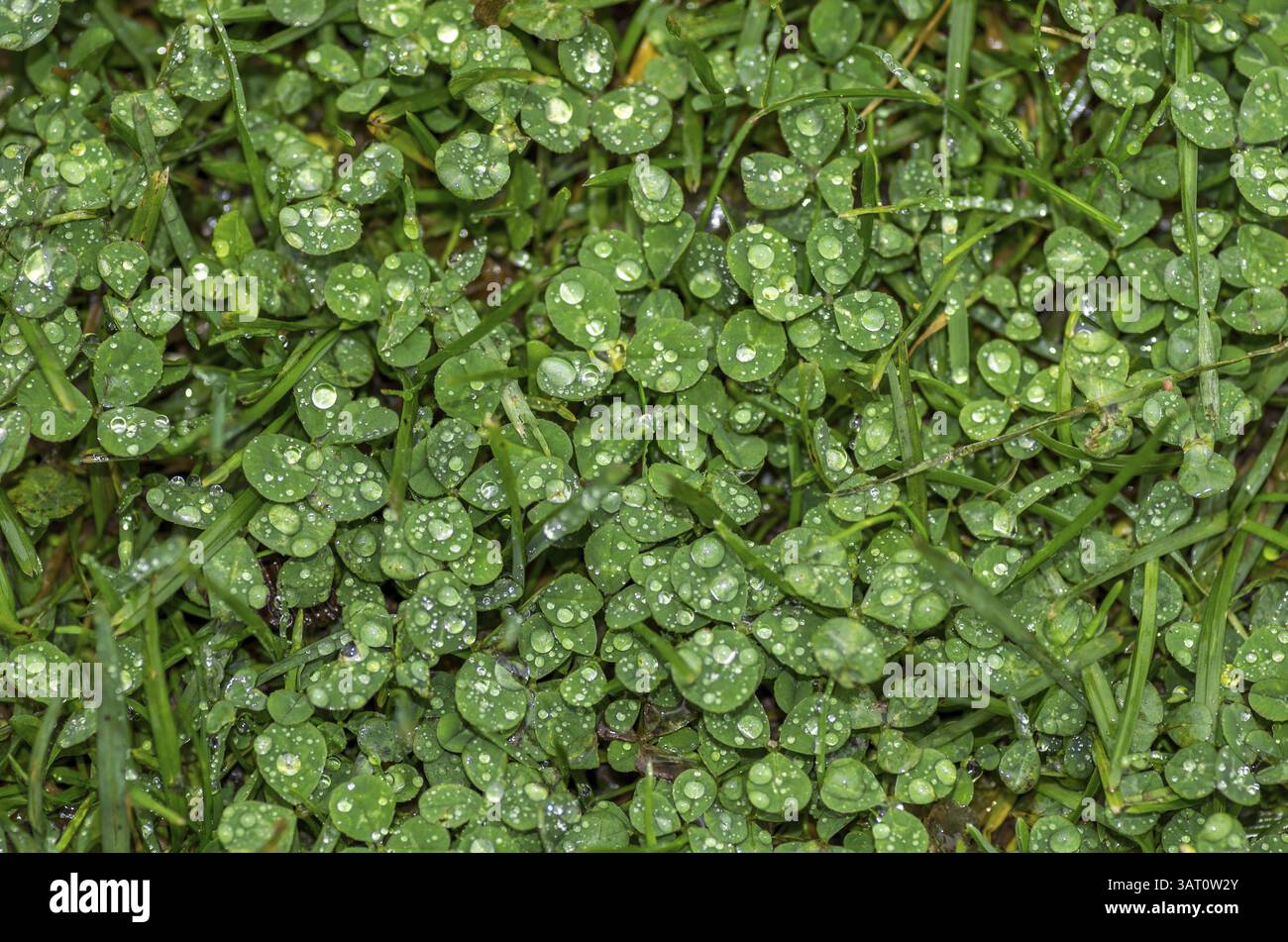 Regentropfen auf Kleegras Stockfoto