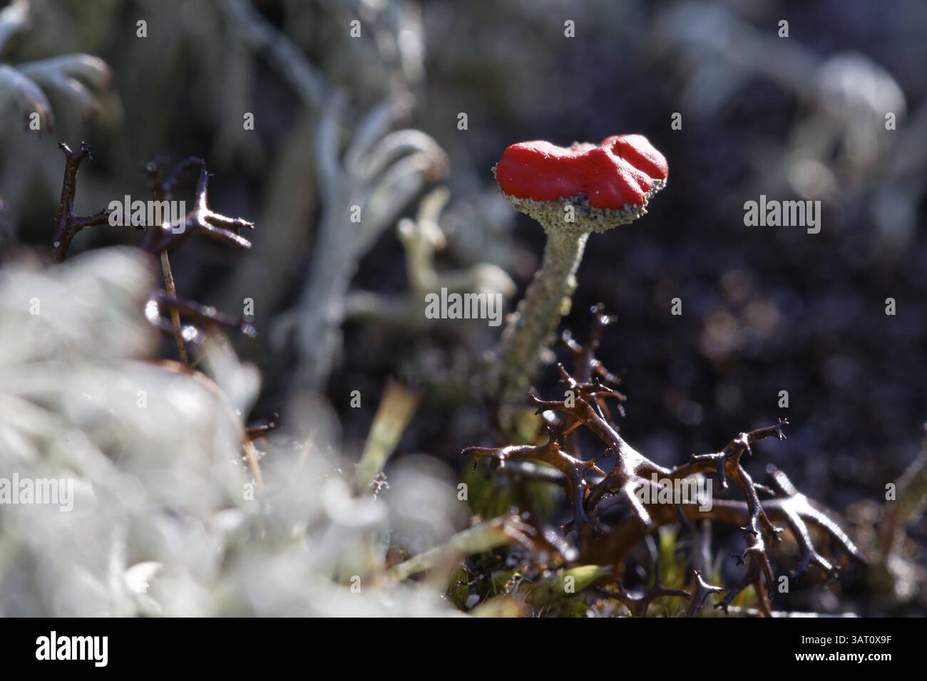 Flechten aus der Gattung Cladonia Stockfoto