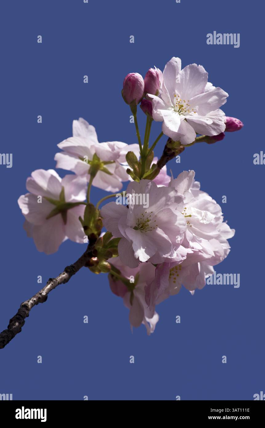 Kirschblüte Zweig Stockfoto