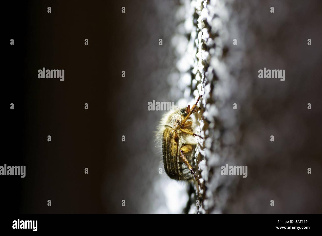 Cockchafer, Melolontha, Chorin, Deutschland, Europa Stockfoto