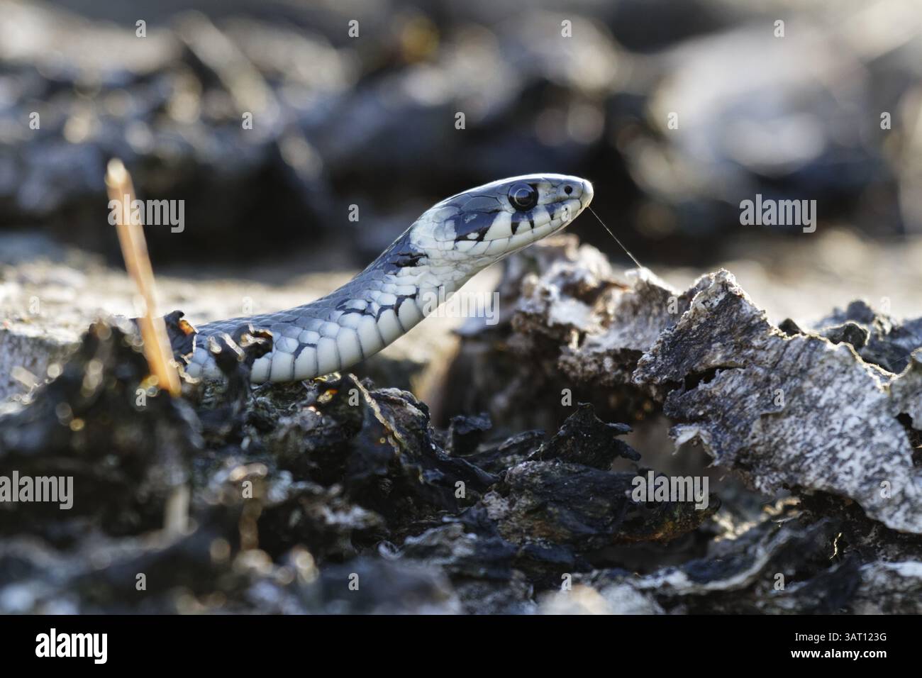 Ringelnatter, Natrix natrix Stockfoto