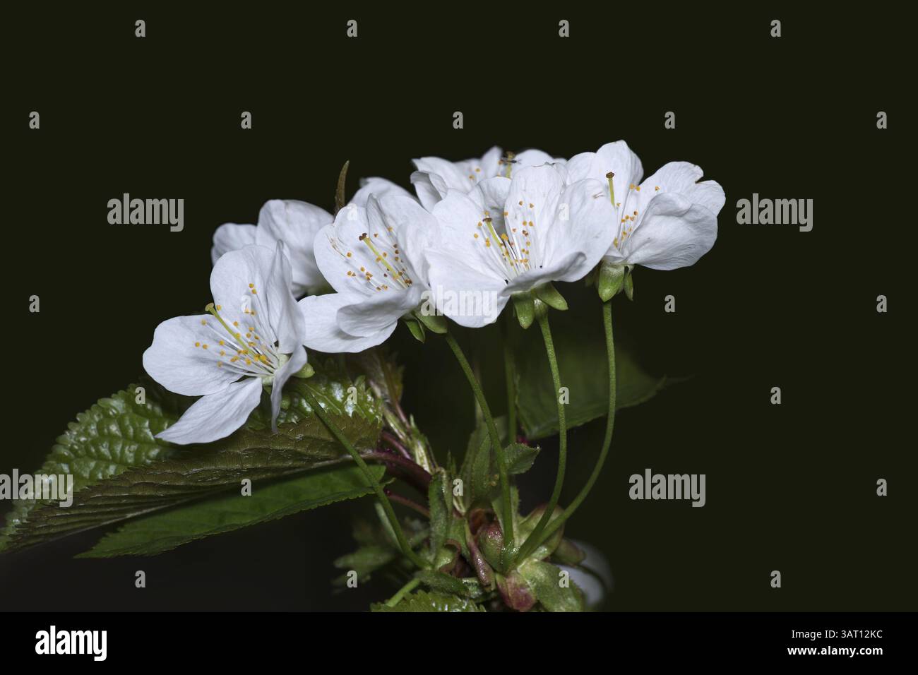 Weißer Kirschblütenzweig Stockfoto
