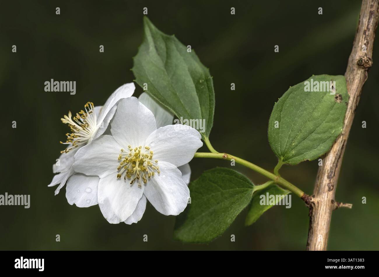 Weißer Kirschblütenzweig Stockfoto