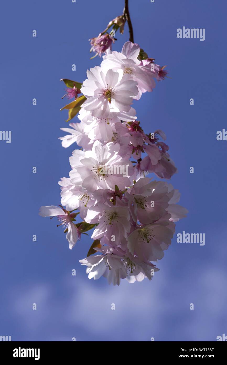 Kirschblüte Zweig Stockfoto