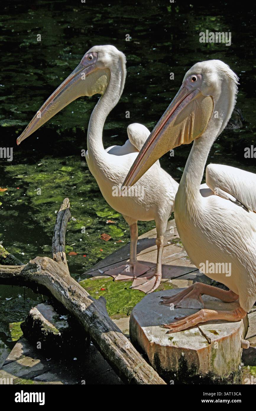 Rosa Pelikane, Pelicanus onocrotalus, großer weißer Pelikan, Pelikan blanc, Wilhelma Zoo, Stuttgart, Baden-Württemberg, Deutschland, Europa Stockfoto