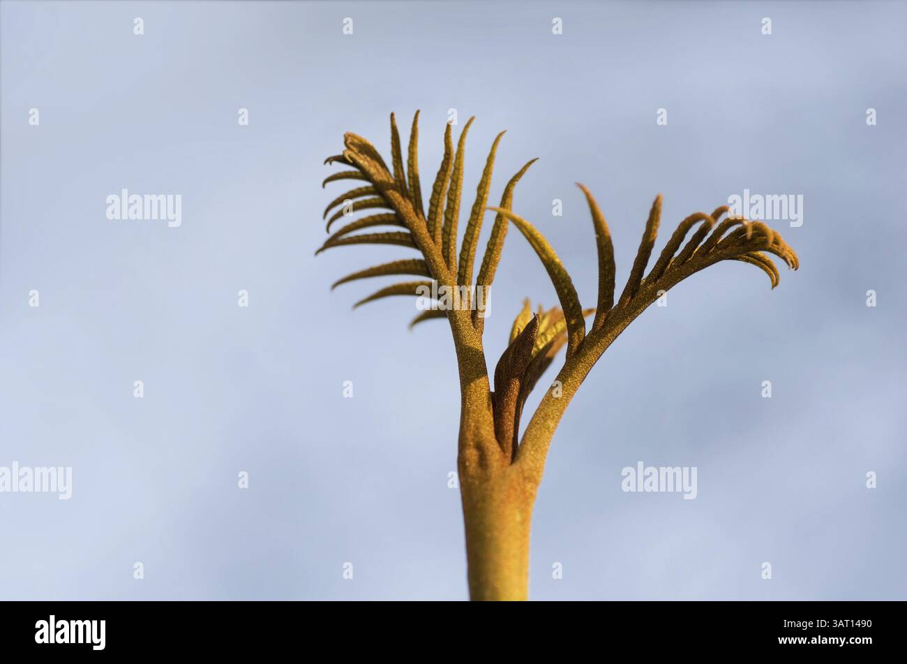 Brauner Spross Stockfoto