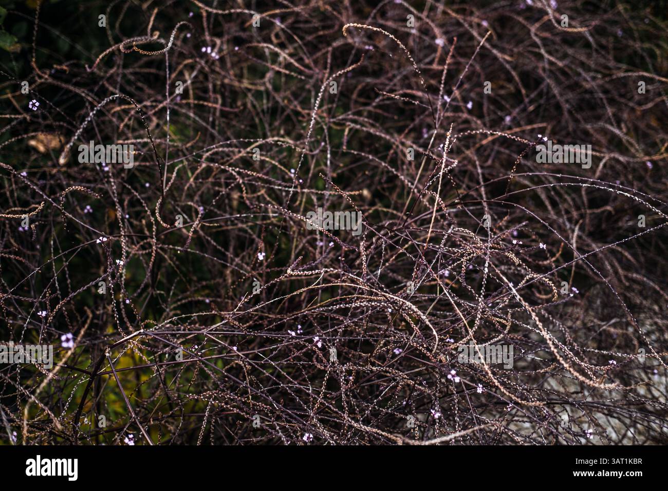 Verbena officinalis, auch bekannt als Eisenkraut und Zauberpflanze mit zarten lila Blüten auf wirbeligen Stielen. Assoziiert mit der Volksmedizin Stockfoto