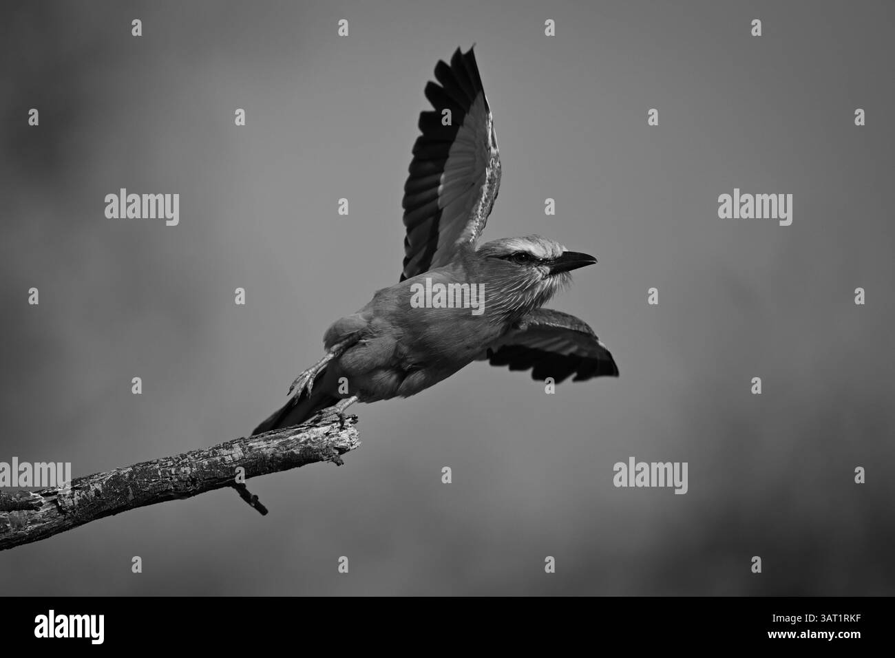 Ein Flieder-Roller zieht sich vom Baum ab Stockfoto