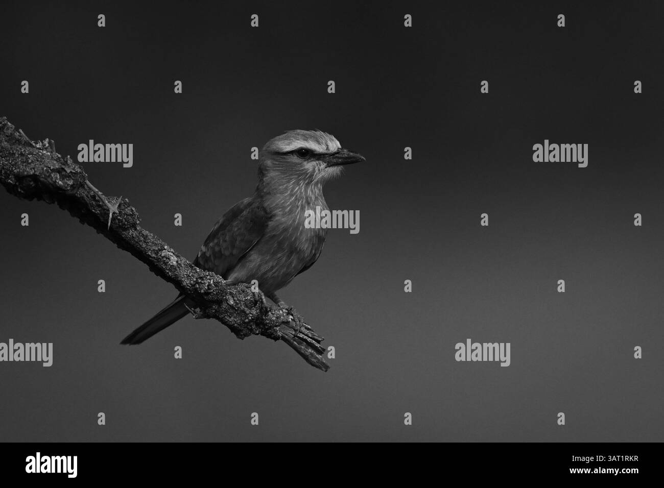 Einlilafarbene Walze auf Ast im Profil Stockfoto