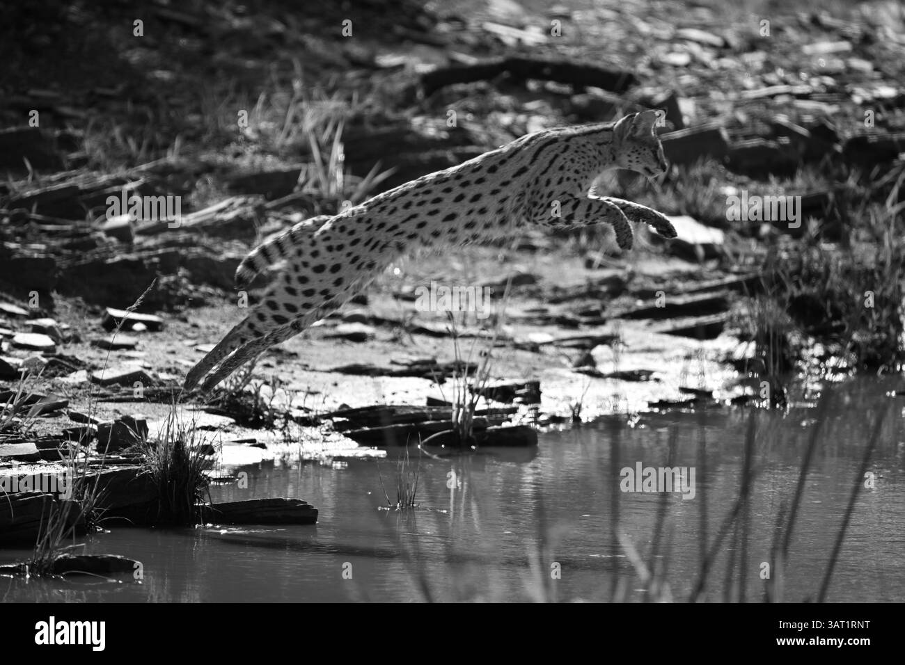 Mono Serval in der Luft, der über den Fluss springt Stockfoto