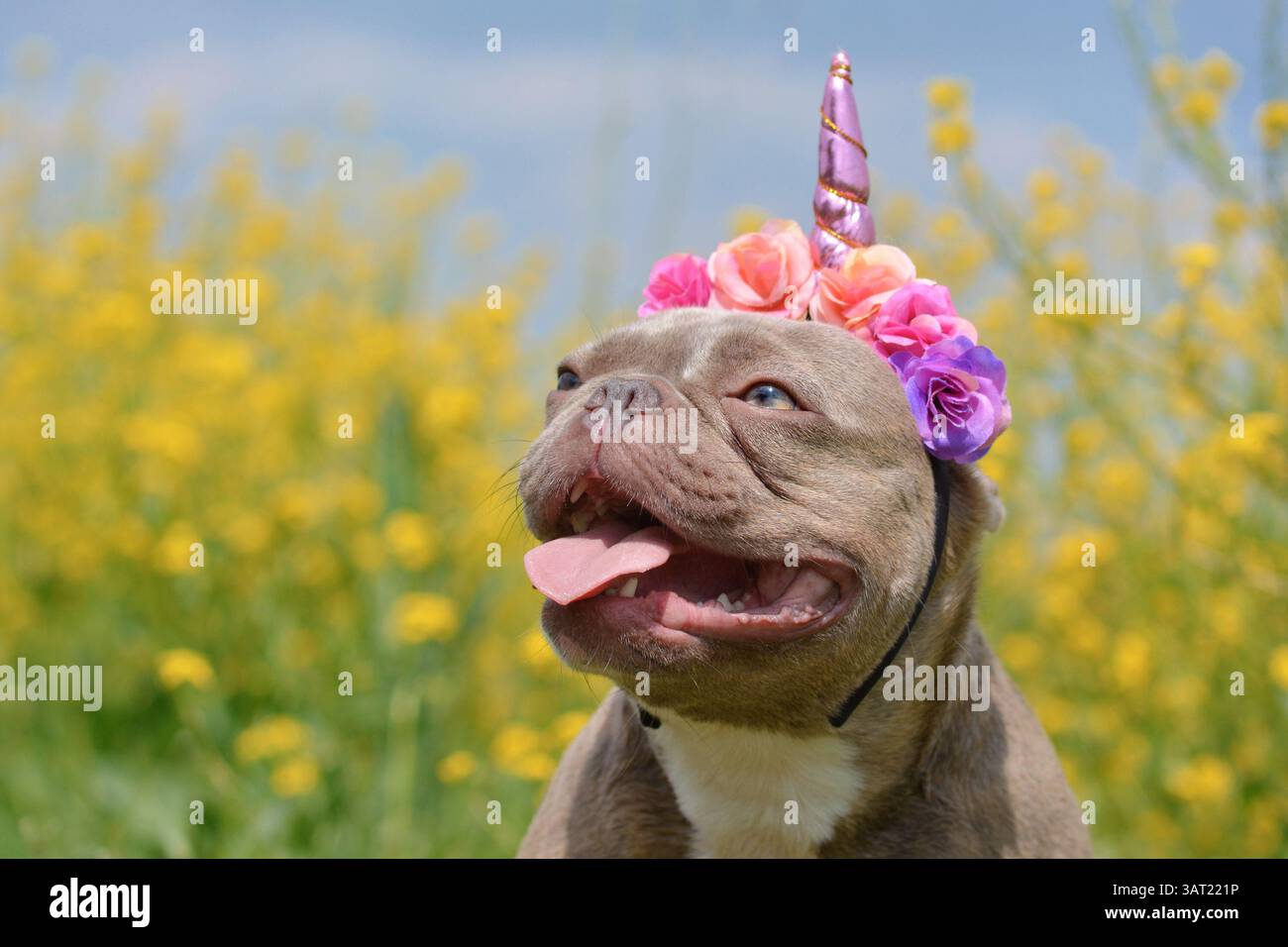 Lilafarbener französischer Bulldog-Hund mit lustigem rosa Einhorn-Stirnband und Zunge, die vor verschwommenen gelben Blumen steht Stockfoto