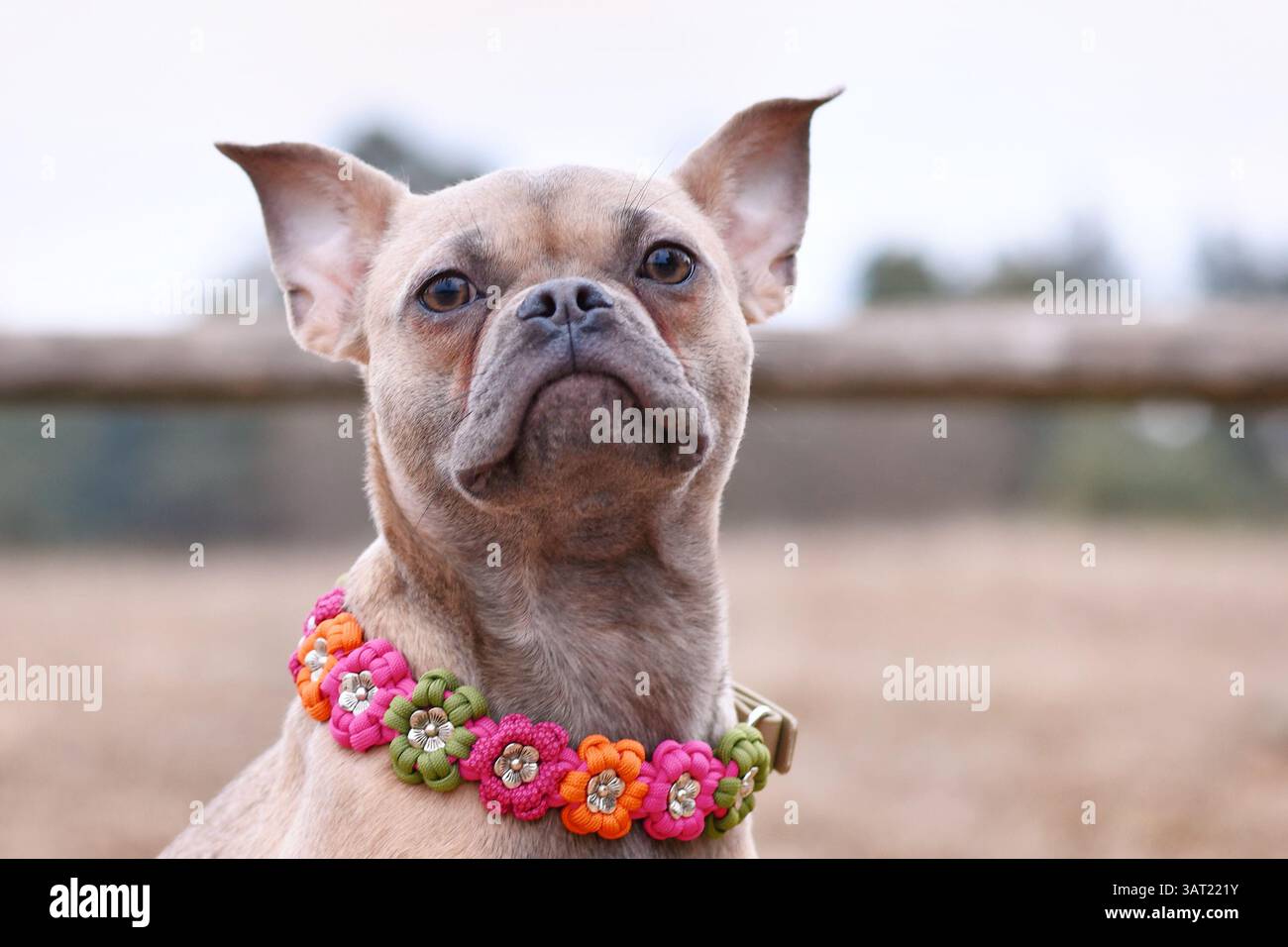 Französischer Bulldog Hundemix mit Paracord-Blumenkragen Stockfoto