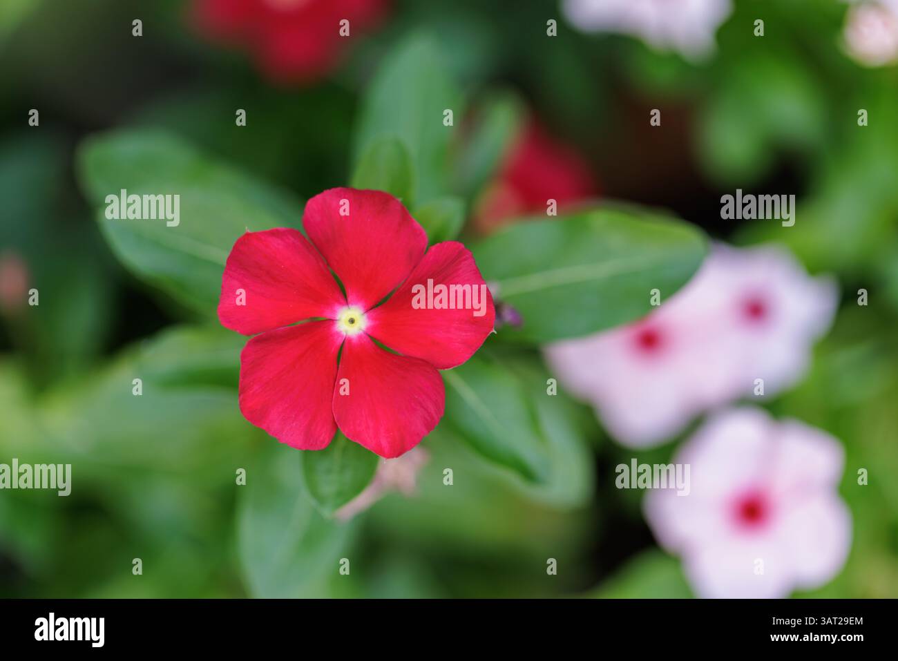 Verschwommene, üppig rote vinka-Blüten im sonnendurchfluteten Garten, lebendige Farben mit weichem Licht, traumhafter Naturhintergrund, ruhige botanische Landschaft, inspirierend Stockfoto