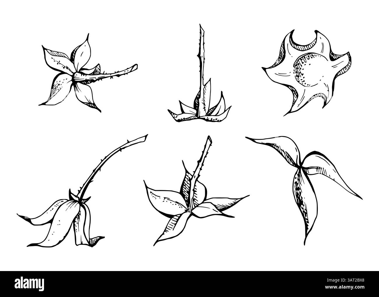 Himbeere Frucht Aufnahme Samenkorn Pod Torus Cluster Blätter auf dem Stamm, Hand in Vektortinte gezogen, Wald Wolkenbeere Dewberry Boysenberry Maulbeere Stock Vektor