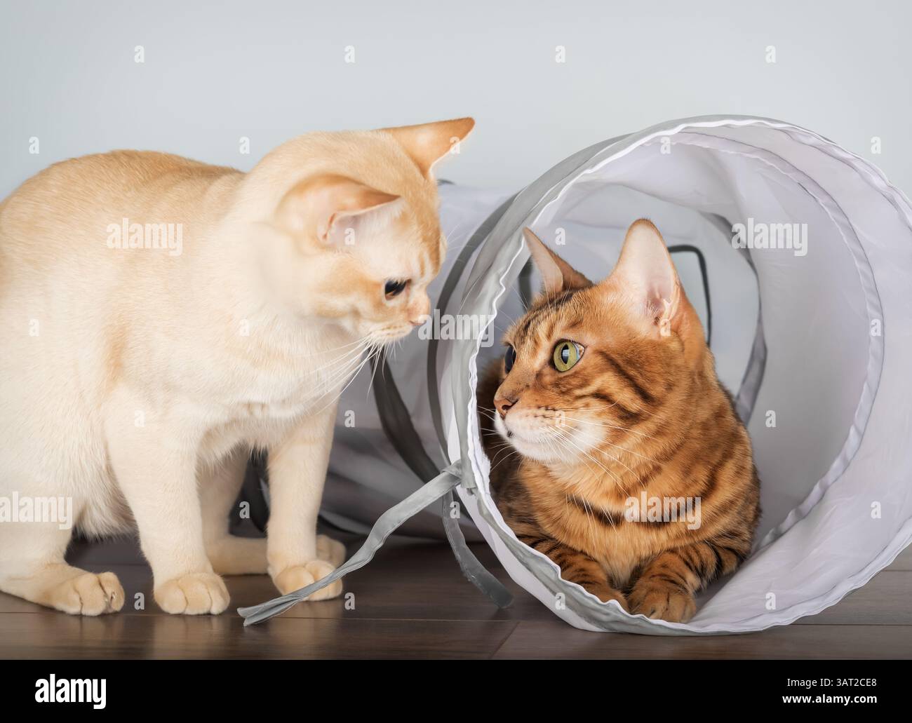 Zwei reinrassige Katzen, eine Burmese und eine Bengalen, spielen mit einem weißen Katzentunnel in einem hellen minimalistischen Innenraum mit einer blauen Wand. Eine Katze sitzt im tunne Stockfoto