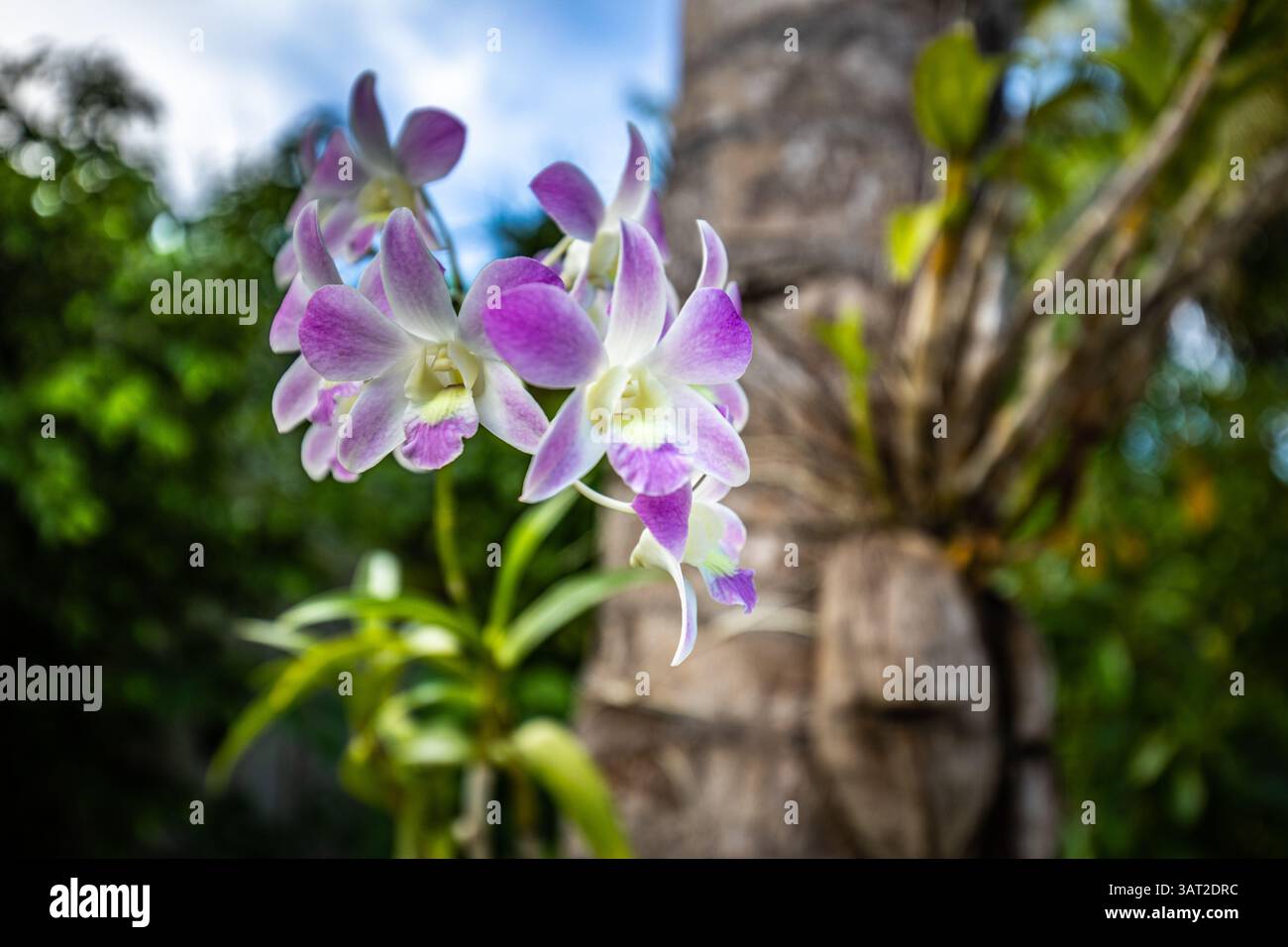 Nahaufnahme von rosa und lila Orchideenblüten mit zarten Blütenblättern und leuchtenden Farben vor einem weichen natürlichen Hintergrund perfekte tropische Blumenschönheit Stockfoto