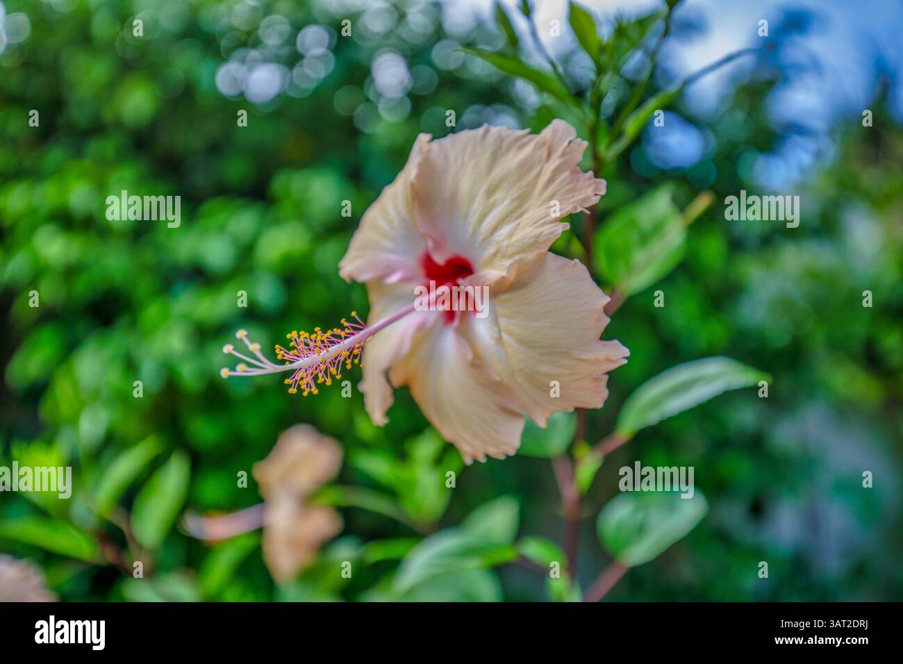 Leuchtende rote Hibiskusblüte in voller Blüte, detaillierte Blütenblätter, üppiger grüner Hintergrund, perfekte Natur und Blumenmotive. Idyllische Gartentapete Stockfoto