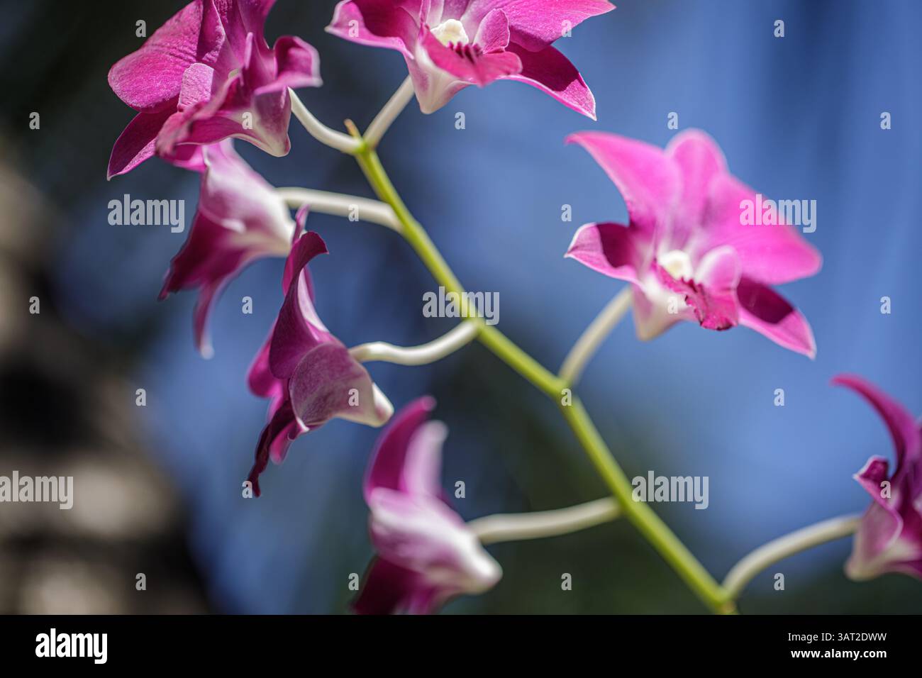 Nahaufnahme von rosa und lila Orchideenblüten mit zarten Blütenblättern und leuchtenden Farben vor einem weichen natürlichen Hintergrund perfekte tropische Blumenschönheit Stockfoto