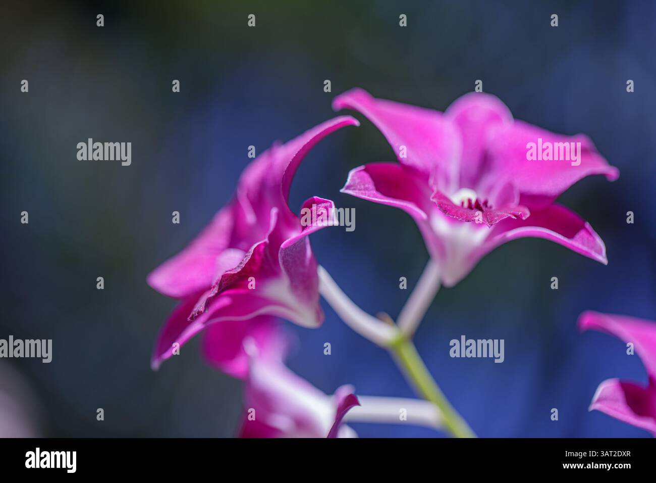 Nahaufnahme von rosa und lila Orchideenblüten mit zarten Blütenblättern und leuchtenden Farben vor einem weichen natürlichen Hintergrund perfekte tropische Blumenschönheit Stockfoto