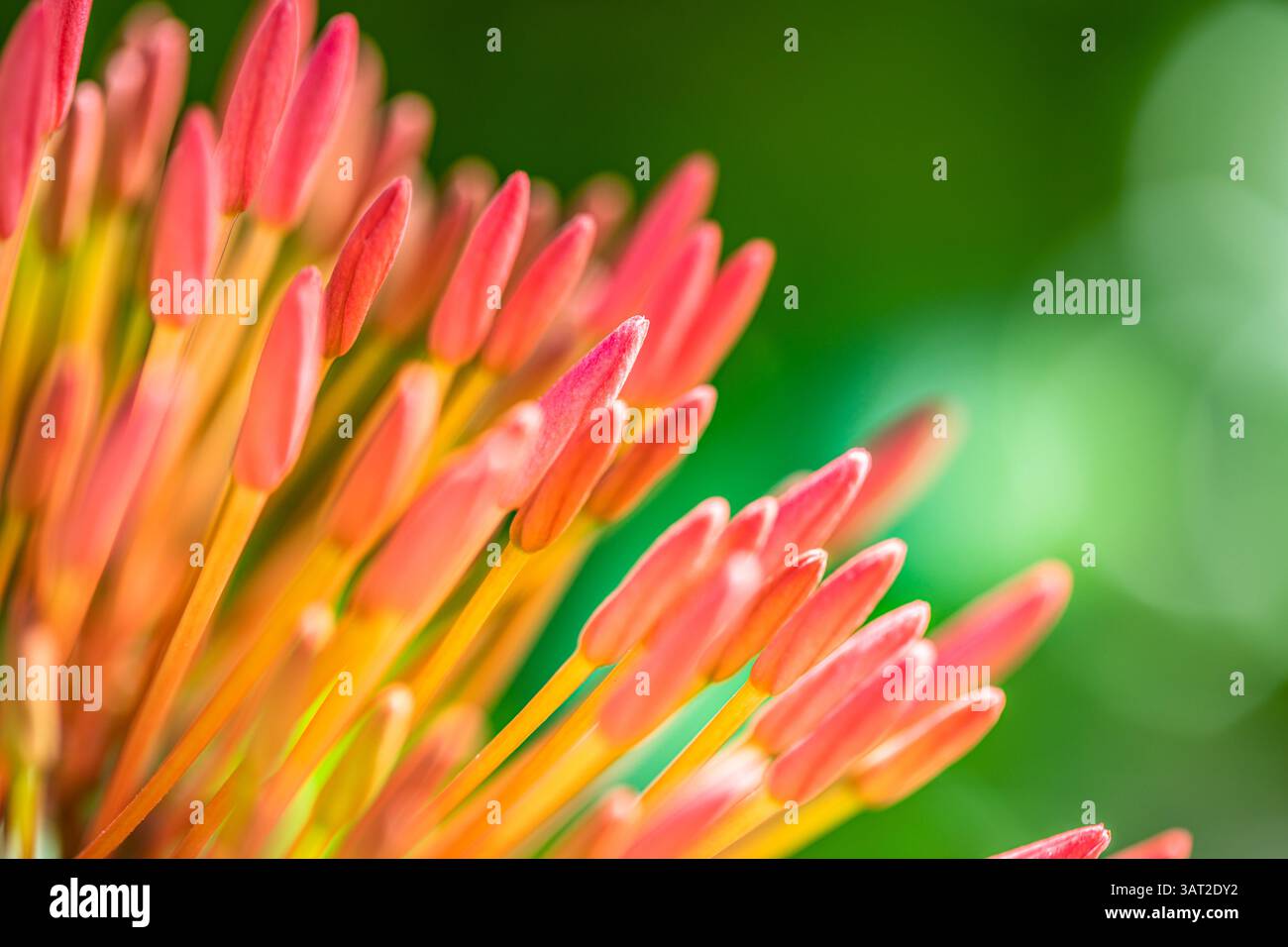 Tropische Blumen und Knospen voller lebendiger Farben, umgeben von üppigem Grün – perfekt für die Natur im Sommer und exotische Gartenszene Stockfoto