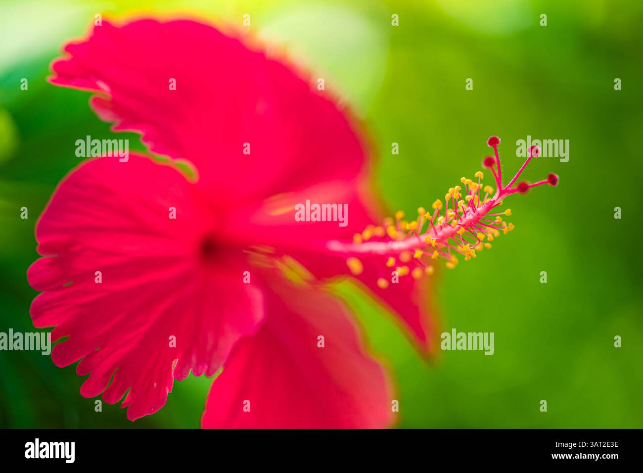 Leuchtende rote Hibiskusblüte in voller Blüte, detaillierte Blütenblätter, üppiger grüner Hintergrund, perfekte Natur und Blumenmotive. Idyllische Gartentapete Stockfoto