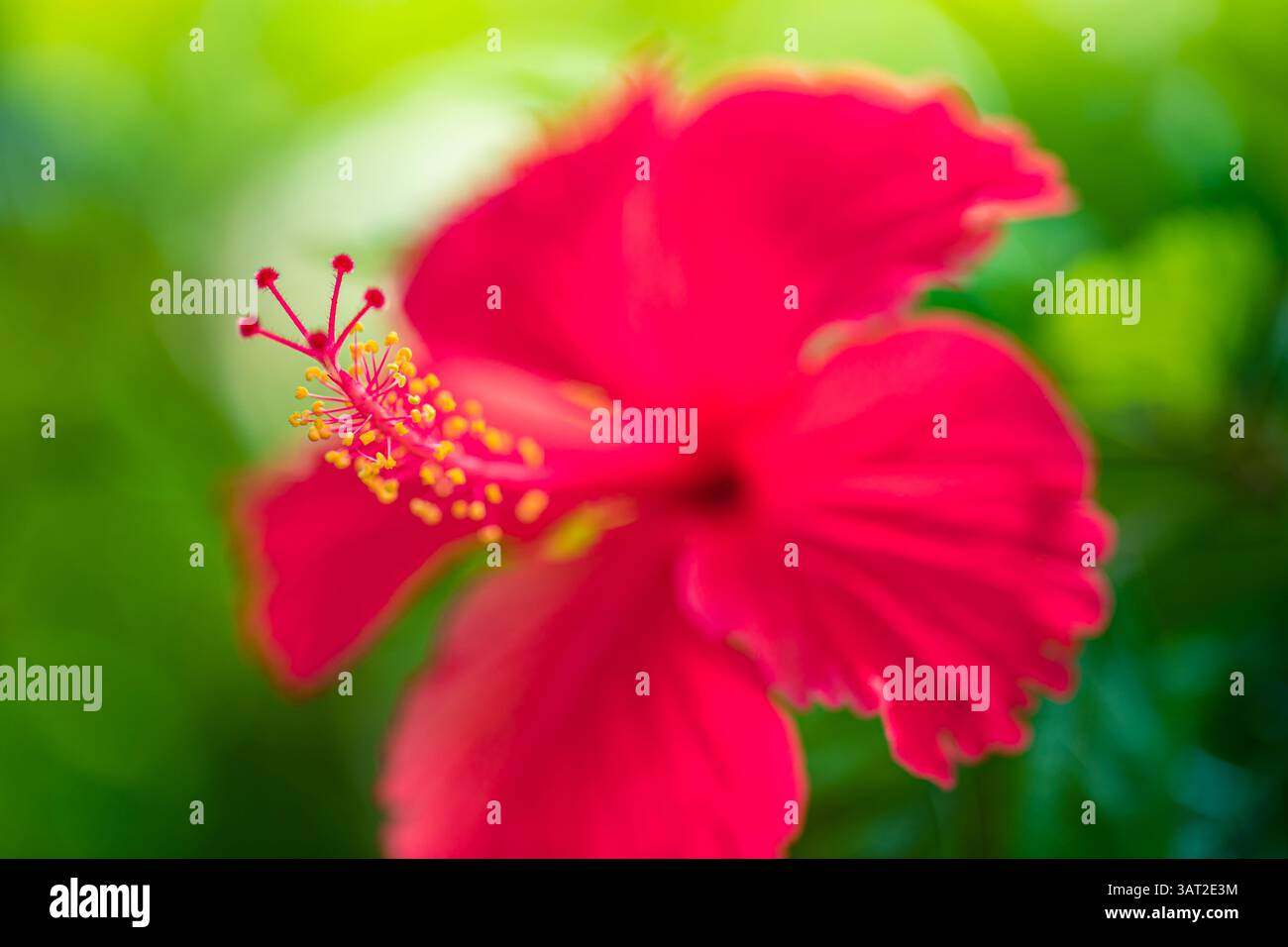 Leuchtende rote Hibiskusblüte in voller Blüte, detaillierte Blütenblätter, üppiger grüner Hintergrund, perfekte Natur und Blumenmotive. Idyllische Gartentapete Stockfoto