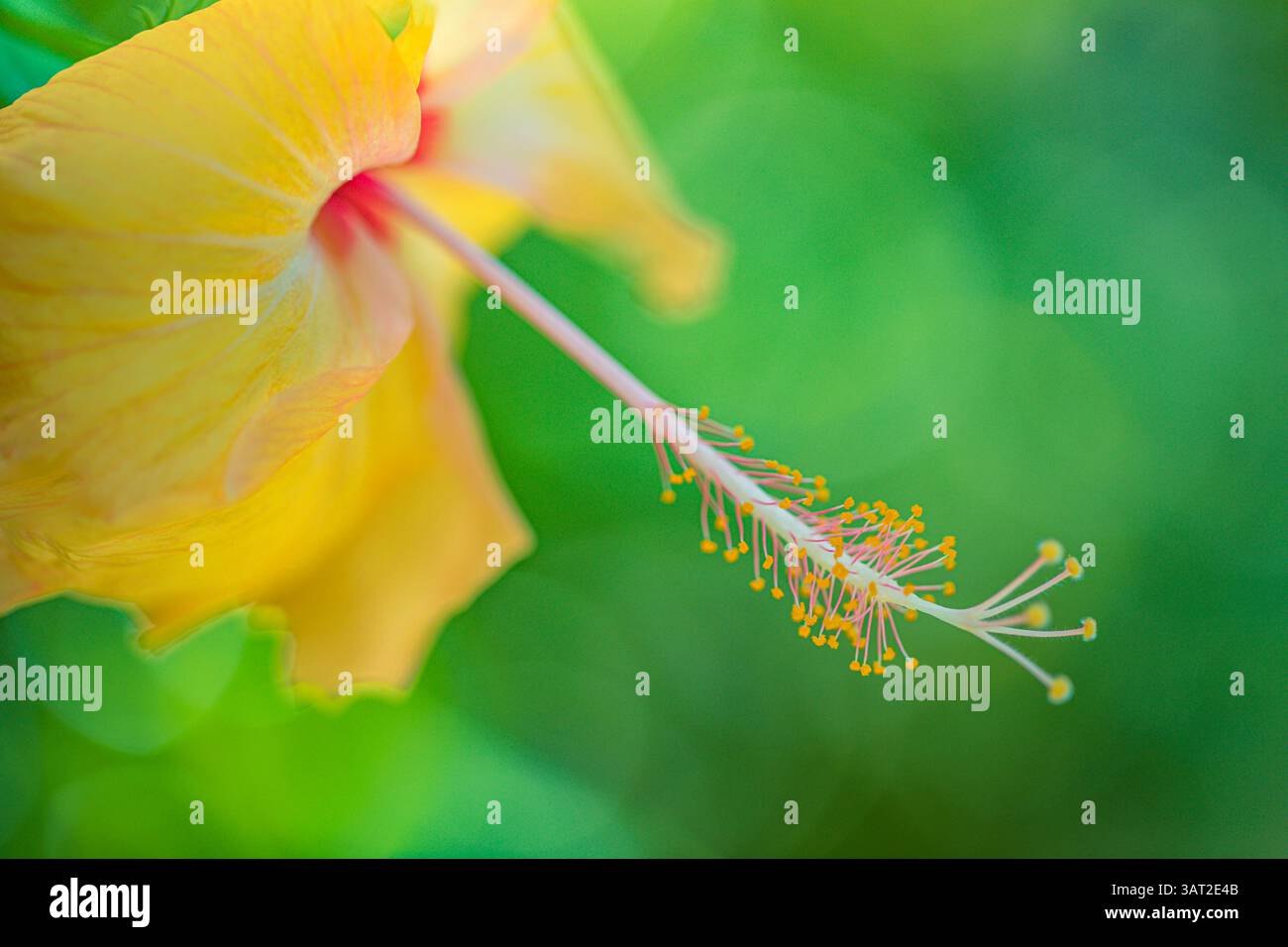 Lebendige Nahaufnahme der Hibiskusblüte in voller Blüte, detaillierte Blütenblätter, üppig grüner Hintergrund, perfekte Natur und Blumenmotive. Idyllische Gartentapete Stockfoto
