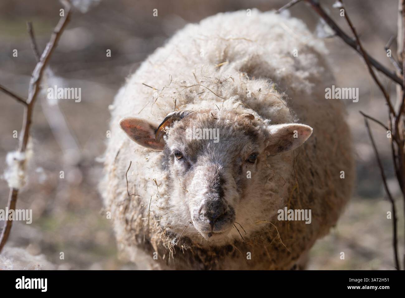 Nahaufnahme eines weißen Schafes mit lockigem Fell, das im Frühjahr zwischen den Büschen stand. Porträt eines Hausschafes (Ovis aries). Stockfoto
