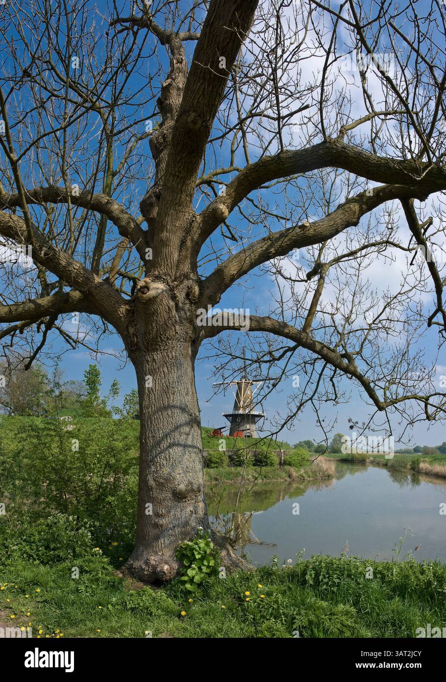 Flussvorland der Waal mit Windmühle, Gorinchem, Gorkum, Zuid-Holland, Niederlande, Rene van der Meer Stockfoto