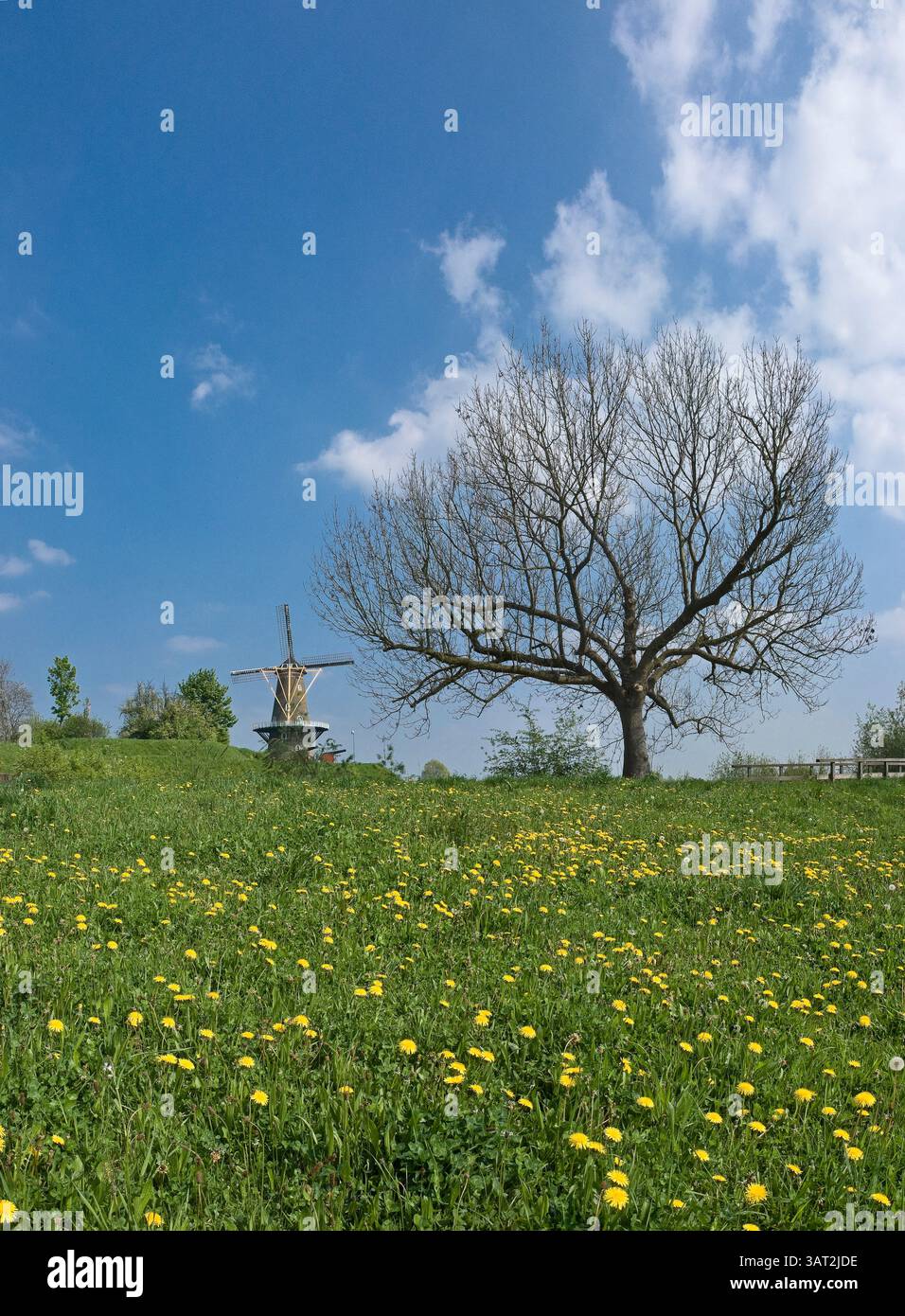 Flussvorland der Waal mit Windmühle, Gorinchem, Gorkum, Zuid-Holland, Niederlande, Rene van der Meer Stockfoto