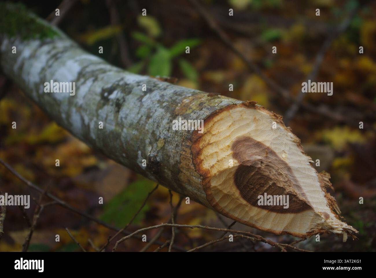 Beavertrace, bestehend aus einem gefallenen Baumstamm in einer Herbstwaldszene Stockfoto
