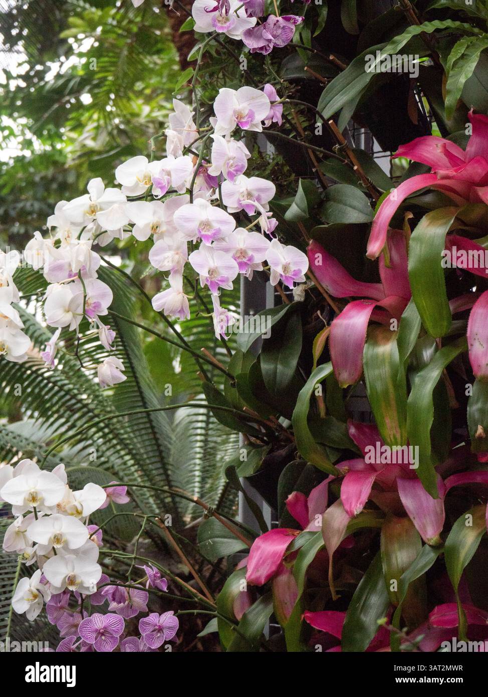 Orchideen und andere tropische Flora in diffusem Licht Stockfoto