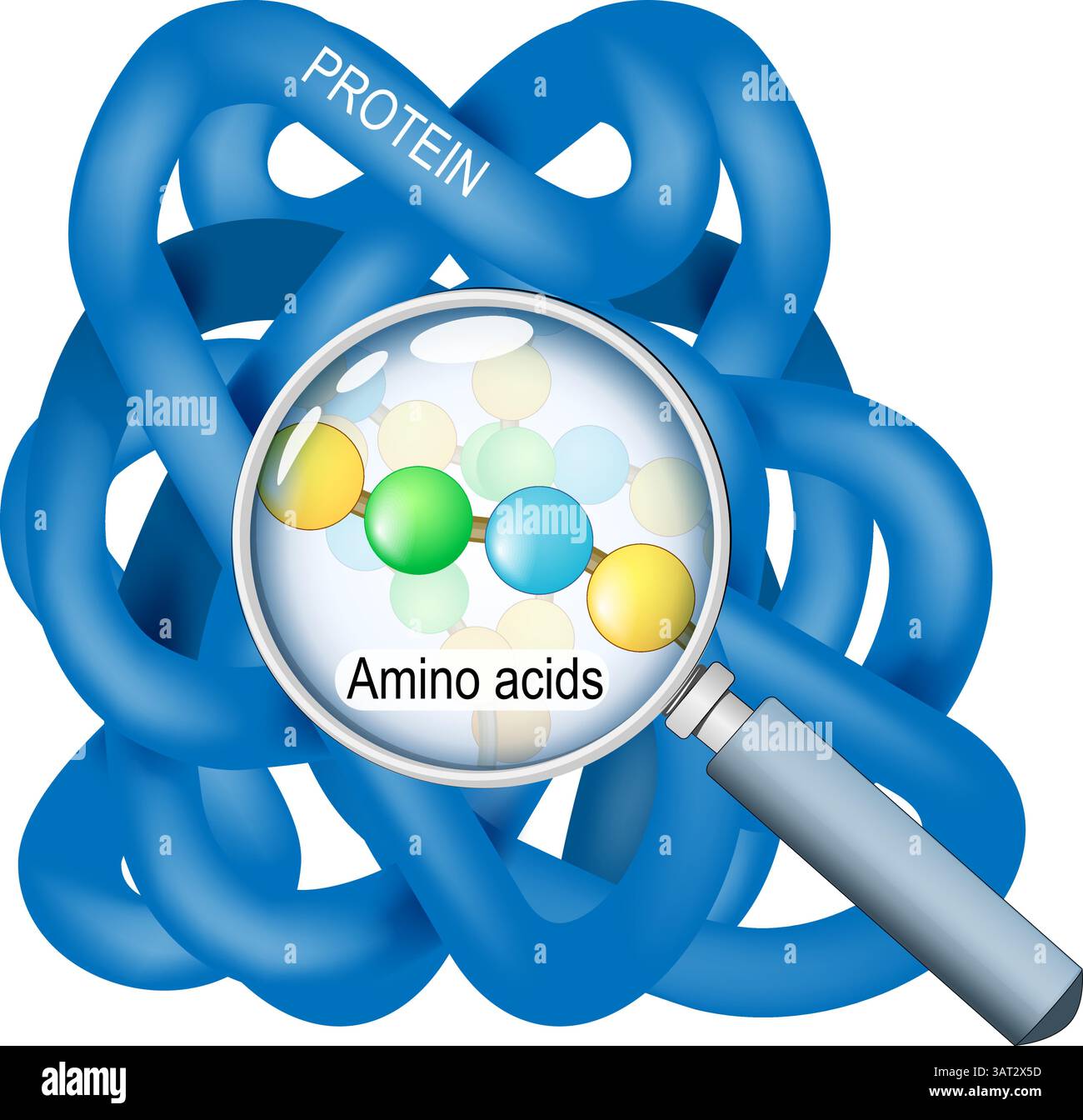 Proteinstruktur. Nahaufnahme des Proteinmoleküls. Durch die Lupe ist eine Kette von Aminosäuren sichtbar. Vektorabbildung. Medizinisches Poster. Stock Vektor