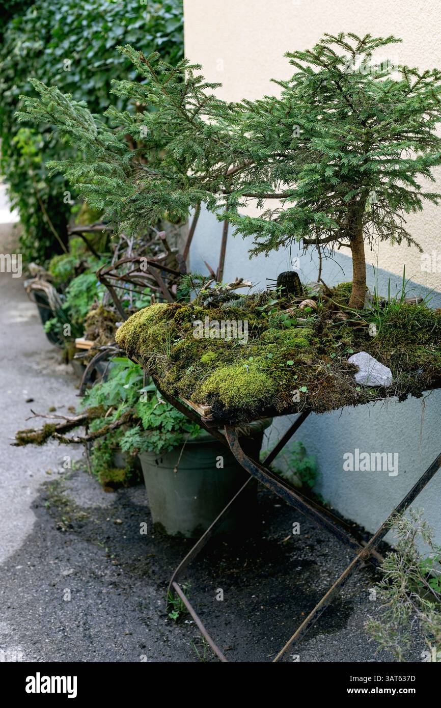 juniperus virginiana grey owl bonsai Grey Owl Juniper Bonsai – Bella Bonsai Nursery