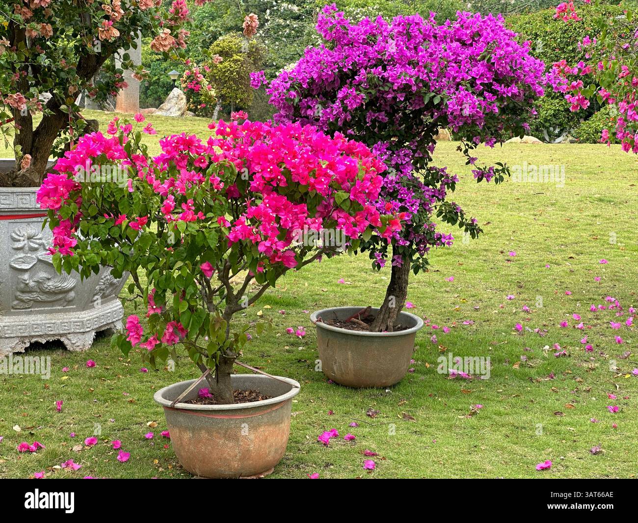 Wunderschöne Bougainvillea-Bäume mit leuchtend rosa und violetten Blumen gedeihen in einer sonnigen Gartenumgebung. Stockfoto