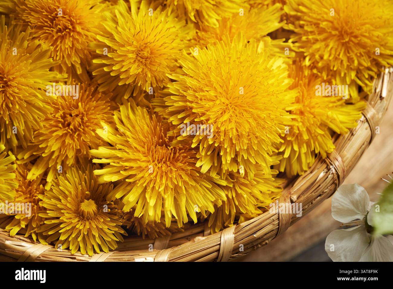 Löwenzahn Blumen in einem Korb, Nahaufnahme Stockfoto