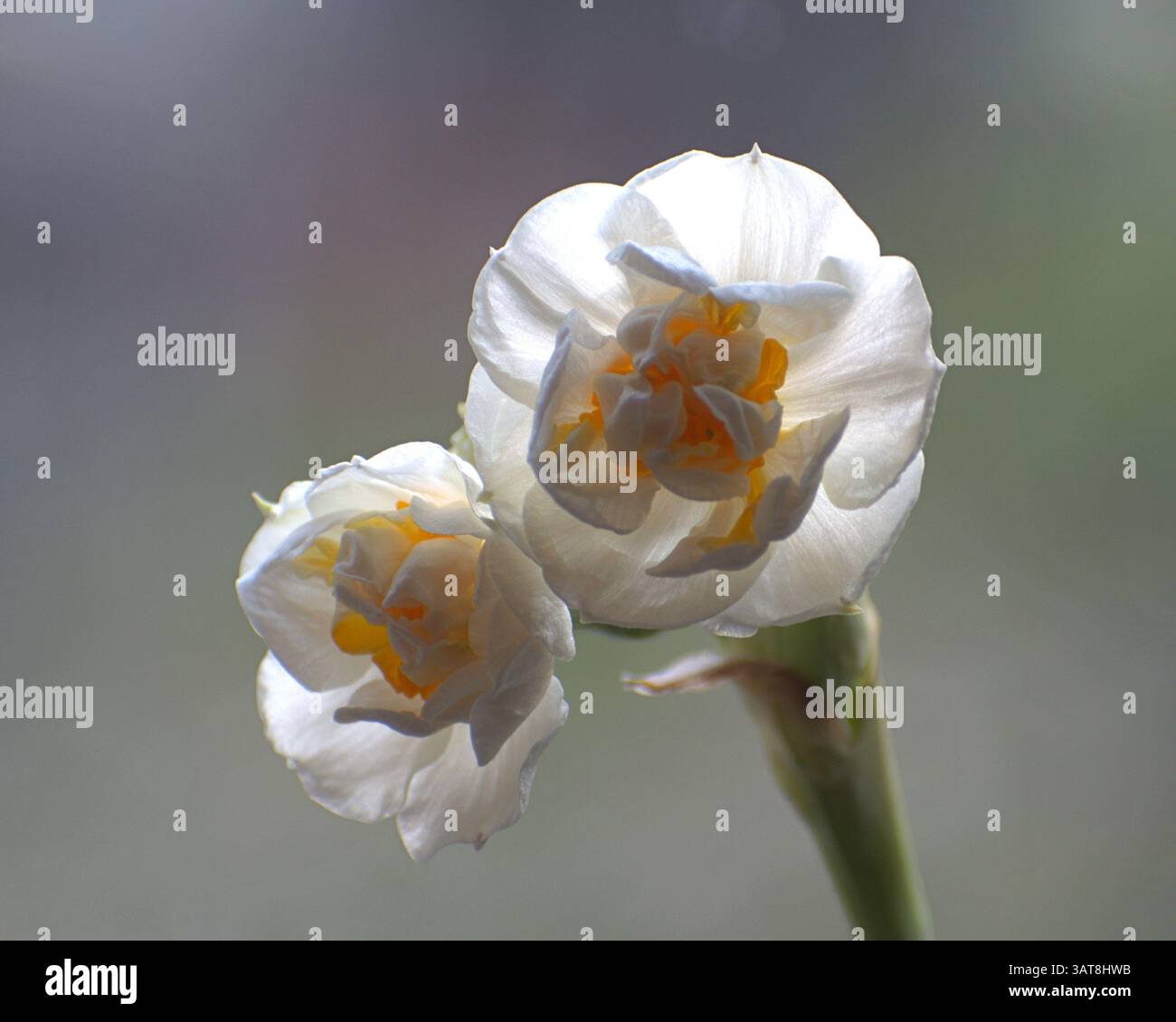 Nahaufnahme einer schönen doppelten Narzissen (Narcissus) in voller Blüte, Stockfoto