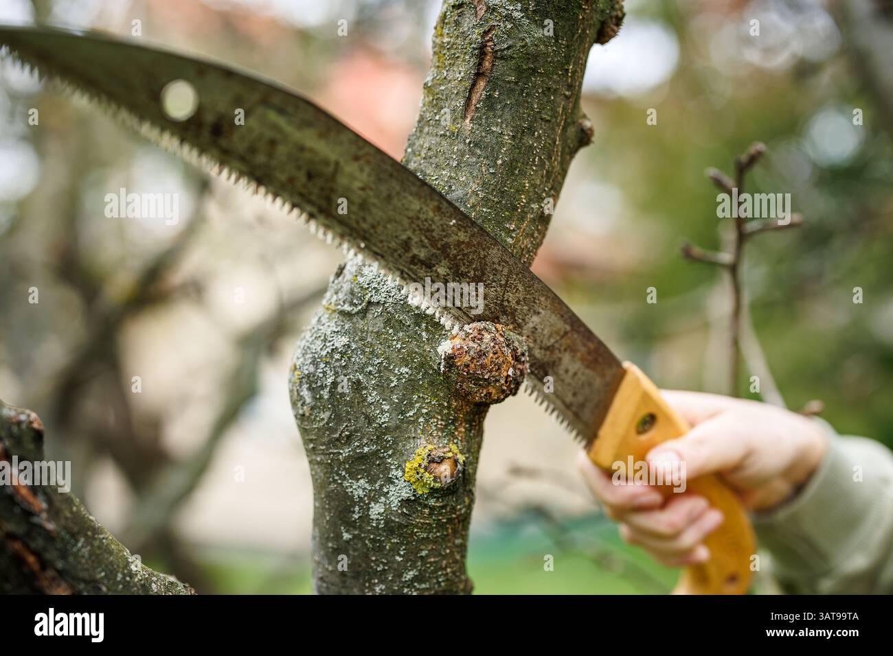 Der Baumchirurg sägt den betroffenen Bereich auf dem Ast mit Apfelbaumkanker ab. Der Baumstamm kümmert sich um die kranke Pflanze im Garten. Hand mit Säge in Bewegung Stockfoto
