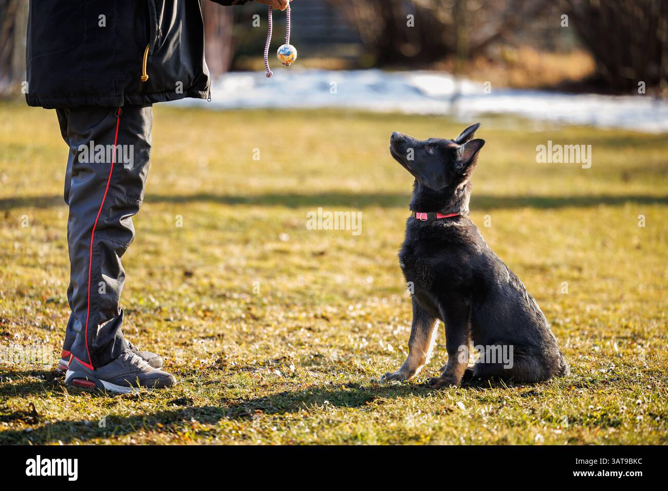 Der schwarze Deutsche Schäferhund konzentrierte sich während des Gehorsamstrainings im Freien auf den Besitzer von Haustieren Stockfoto