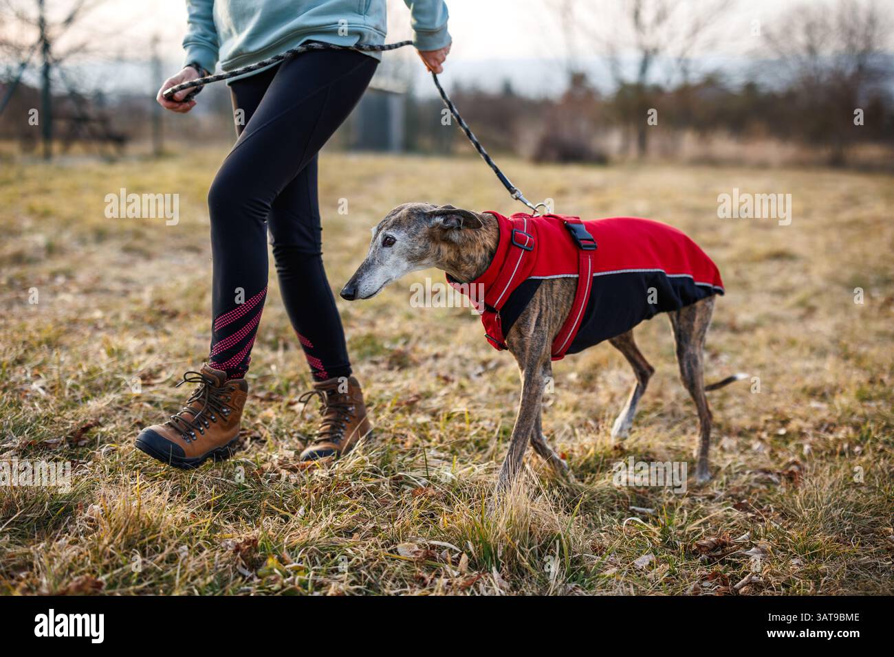 Haustierbesitzer geht mit ihrem windhund im Hundemantel. Der alte spanische Galgo hält sich draußen in Haustierkleidung warm. Tiermotive Stockfoto