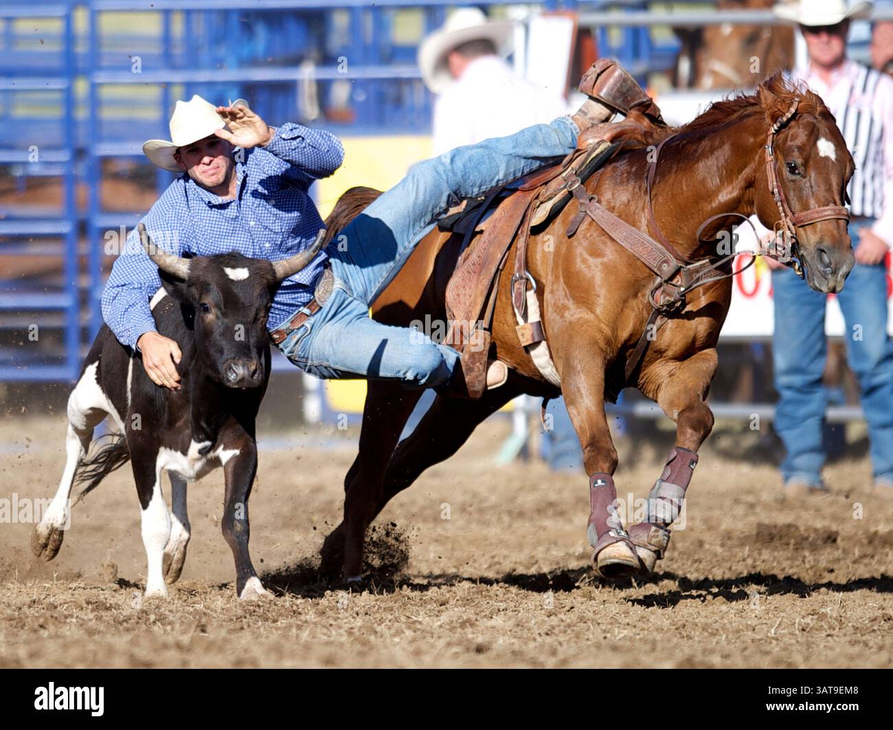 26. Mai 2013 - Marysville, Kalifornien, USA - Steer Wrestler Tyler Mitchell aus Las Vegas, NV, tritt an der Marysville Stampede in Marysville, CA. An (Foto: © Matt Cohen/ZUMAPRESS.com) Stockfoto