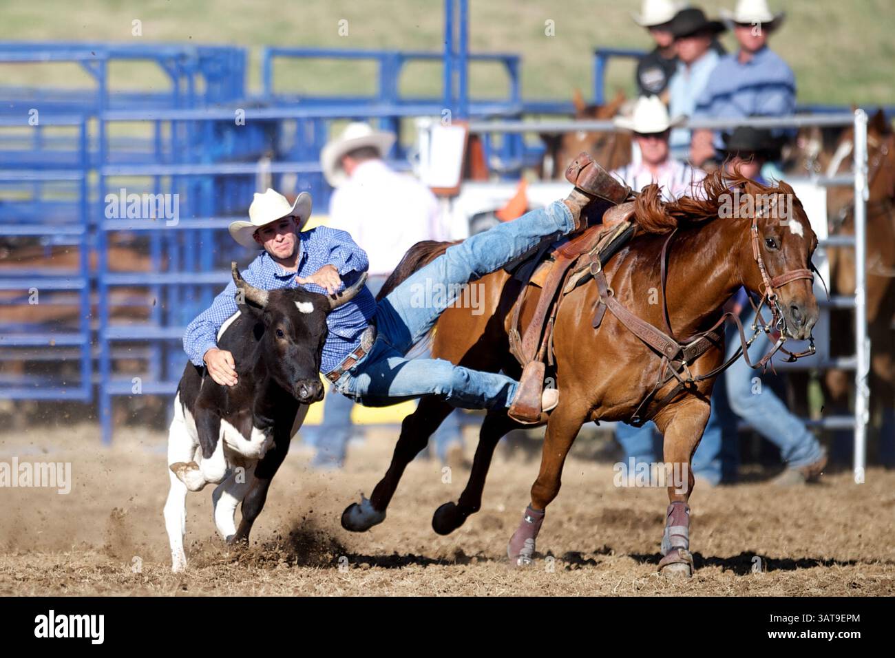 26. Mai 2013 - Marysville, Kalifornien, USA - Steer Wrestler Tyler Mitchell aus Las Vegas, NV, tritt an der Marysville Stampede in Marysville, CA. An (Foto: © Matt Cohen/ZUMAPRESS.com) Stockfoto