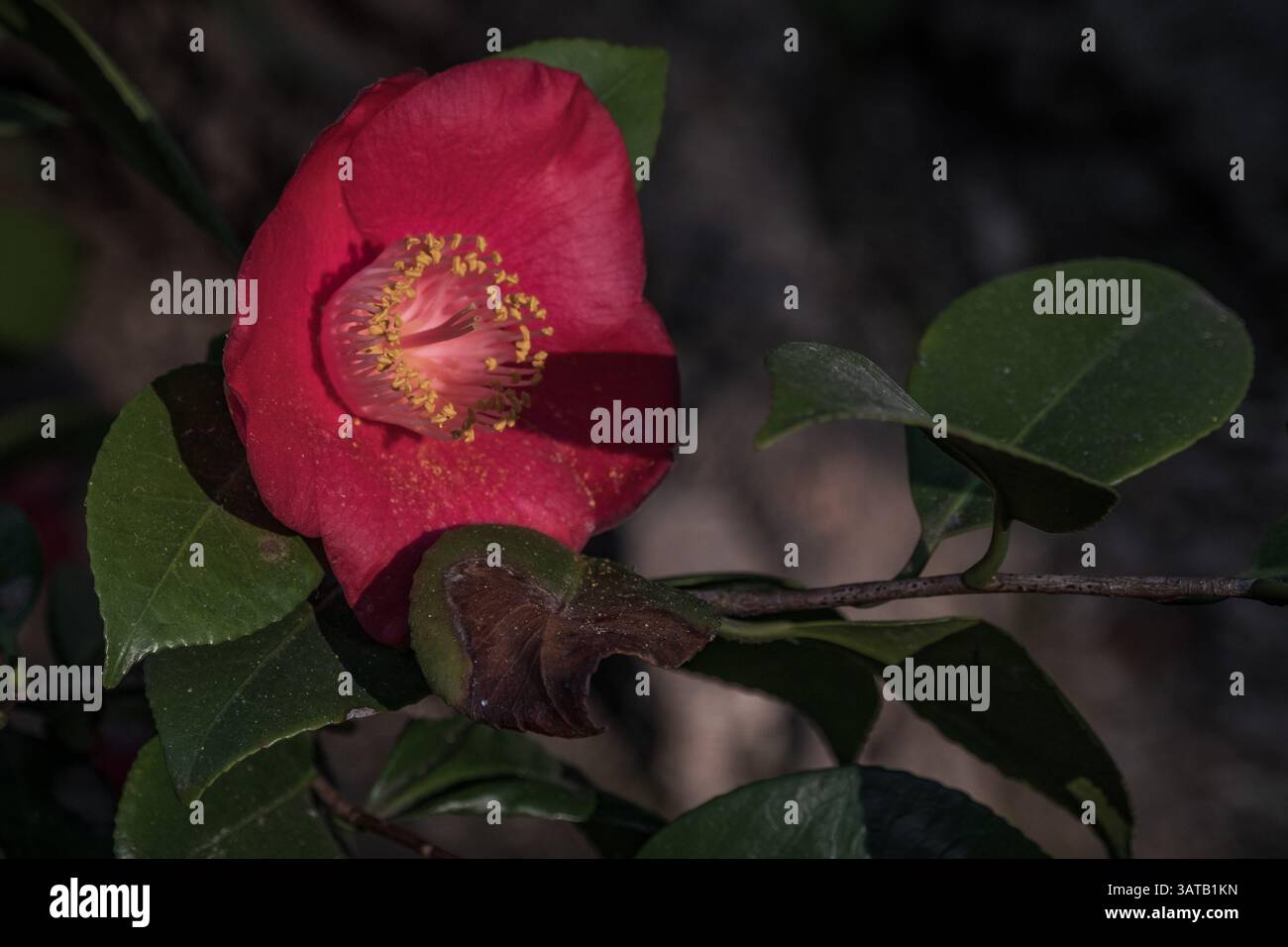 Rote Kamelie blüht in einem botanischen Garten Stockfoto